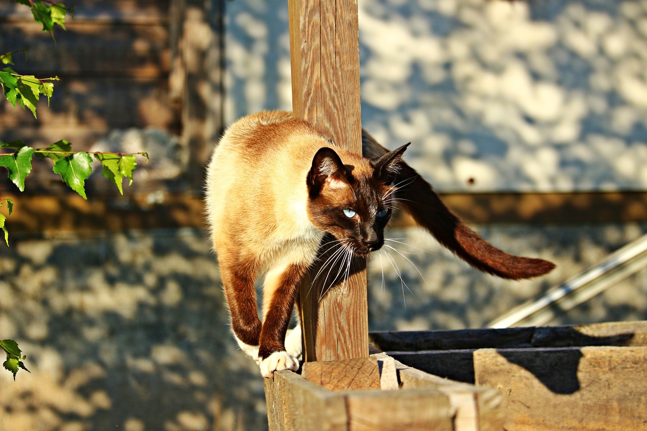 Siamese cat Adventurous