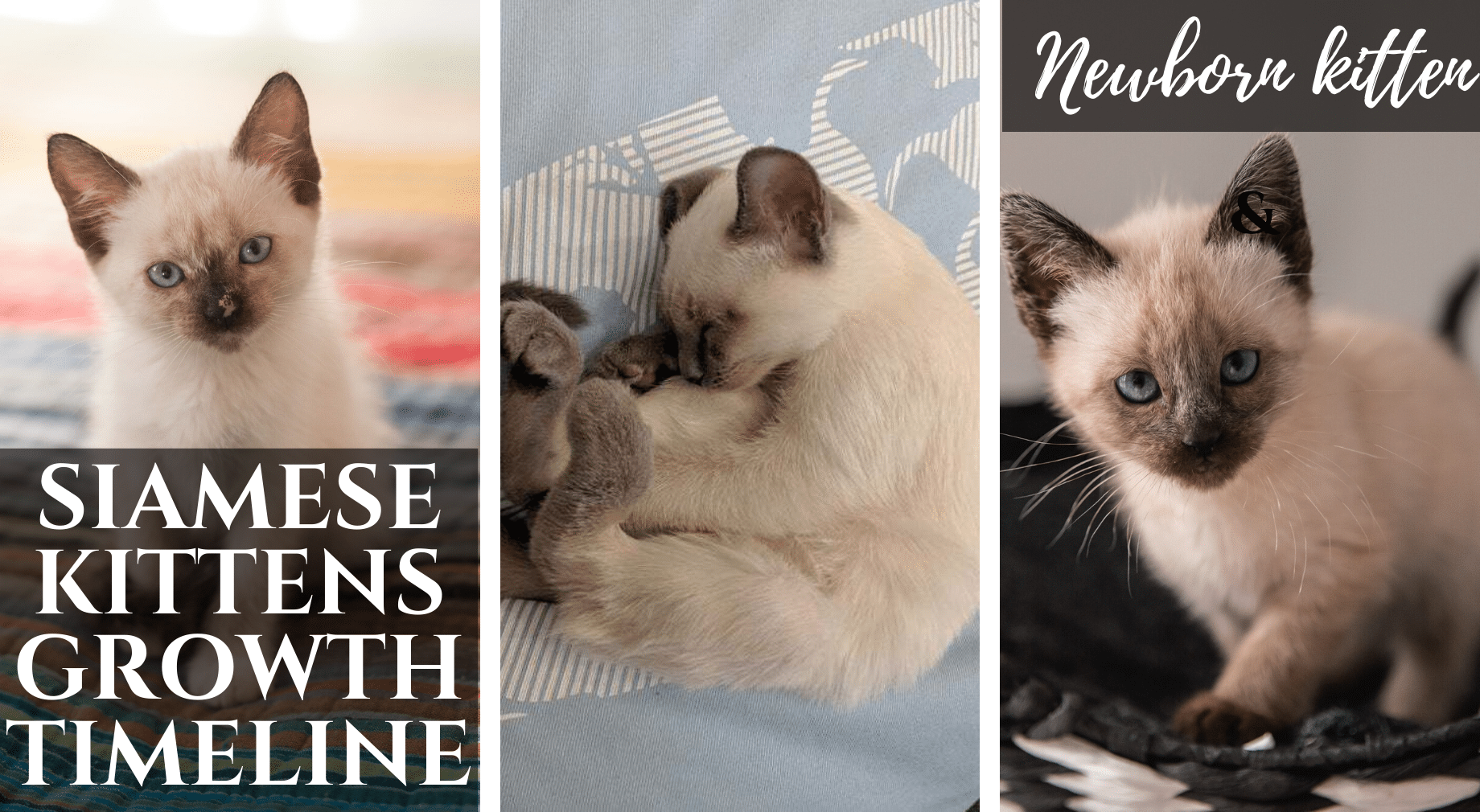 Siamese Kittens Growth Timeline Siamese Of Day