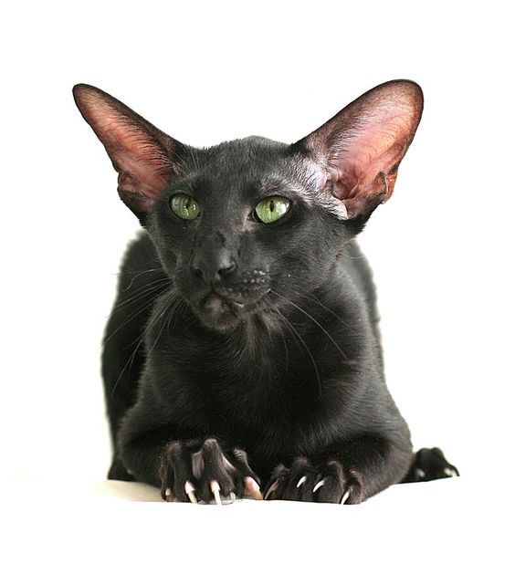 Black Siamese Cat Is There Such A Breed? Siameseofday
