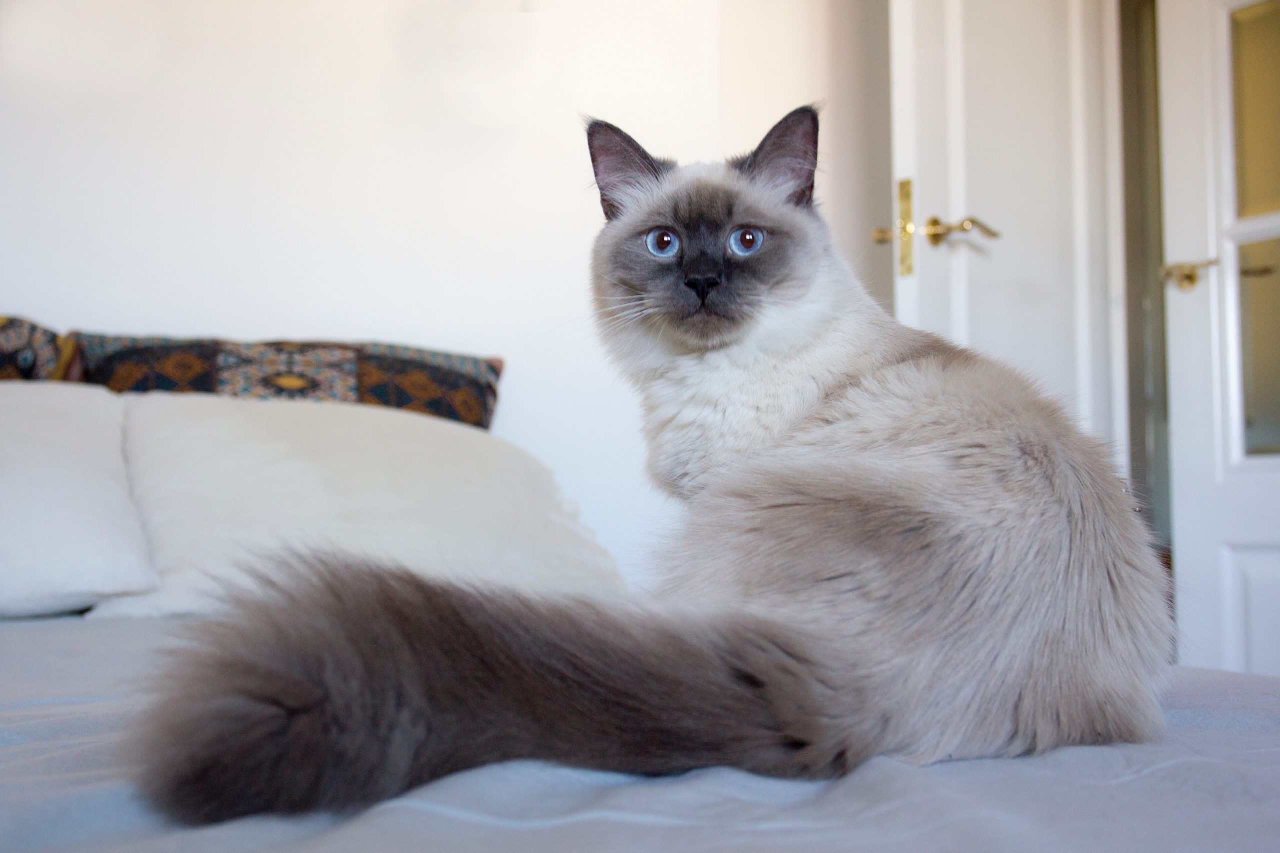 Siamese Cats Hypoallergenic