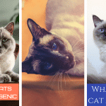 Are Siamese Cats Hypoallergenic?