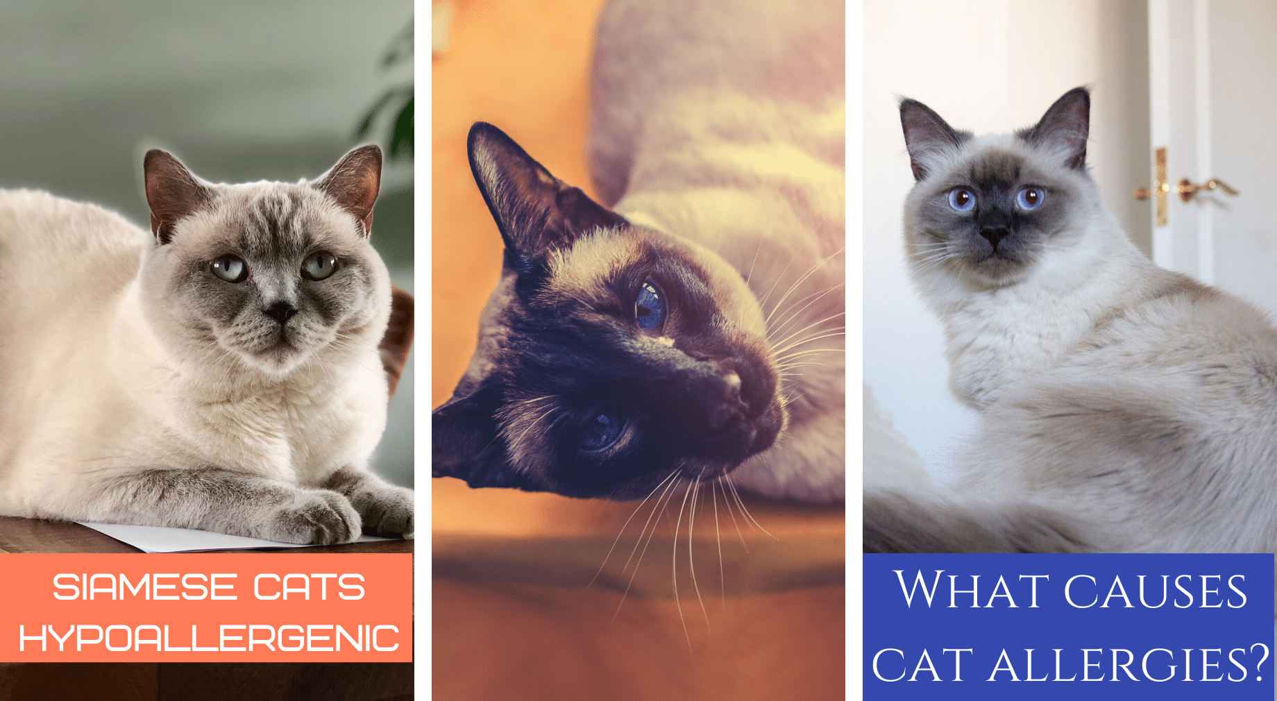 Are Siamese Cats Hypoallergenic 