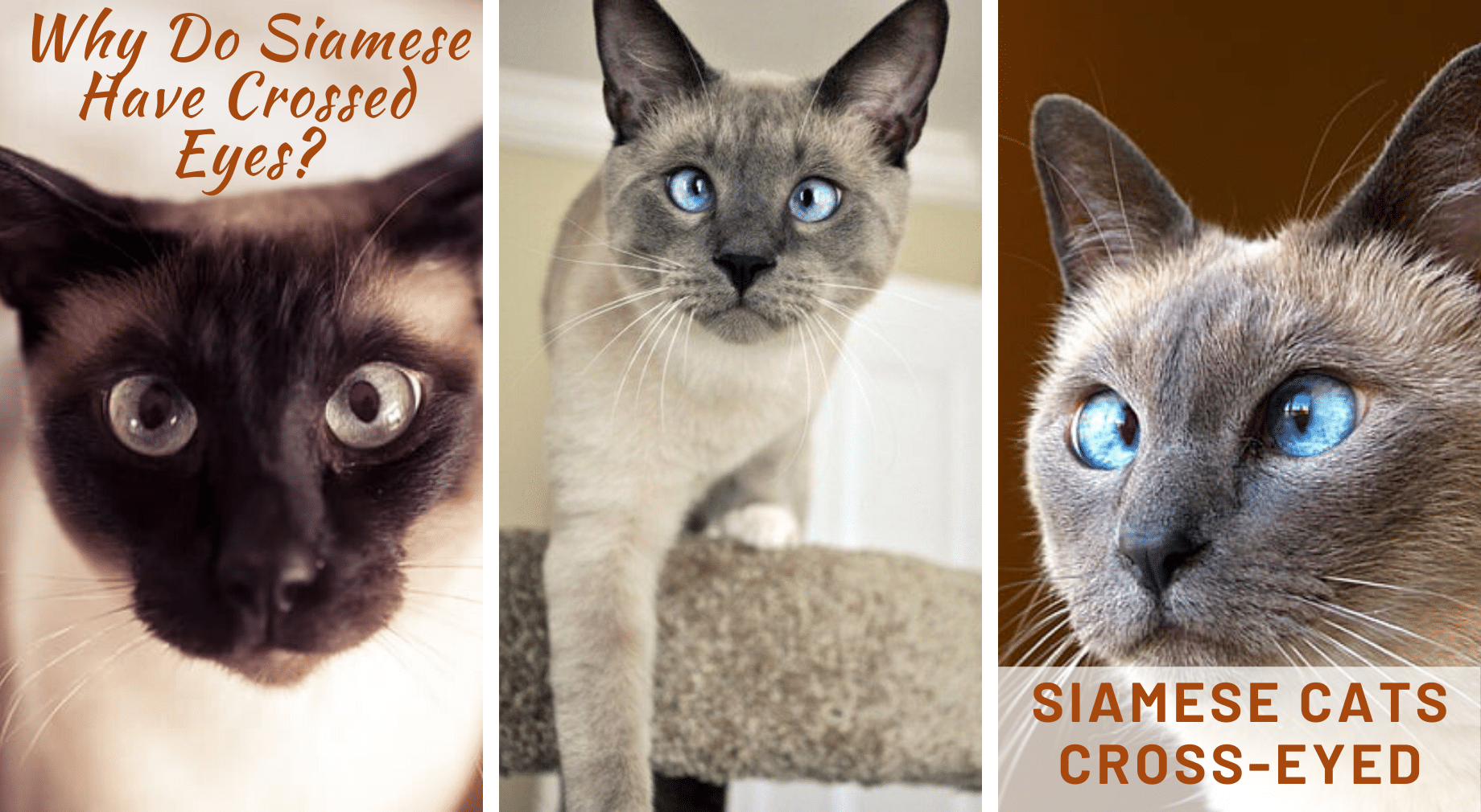 Siamese Cats Cross-Eyed
