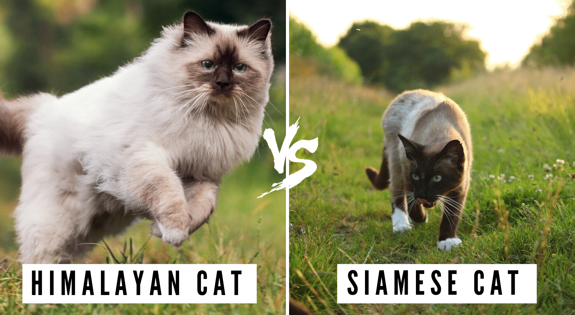 Difference Between Siamese And Himalayan Cats Siameseofday