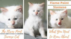 Flame (Red) Point Siamese Cats