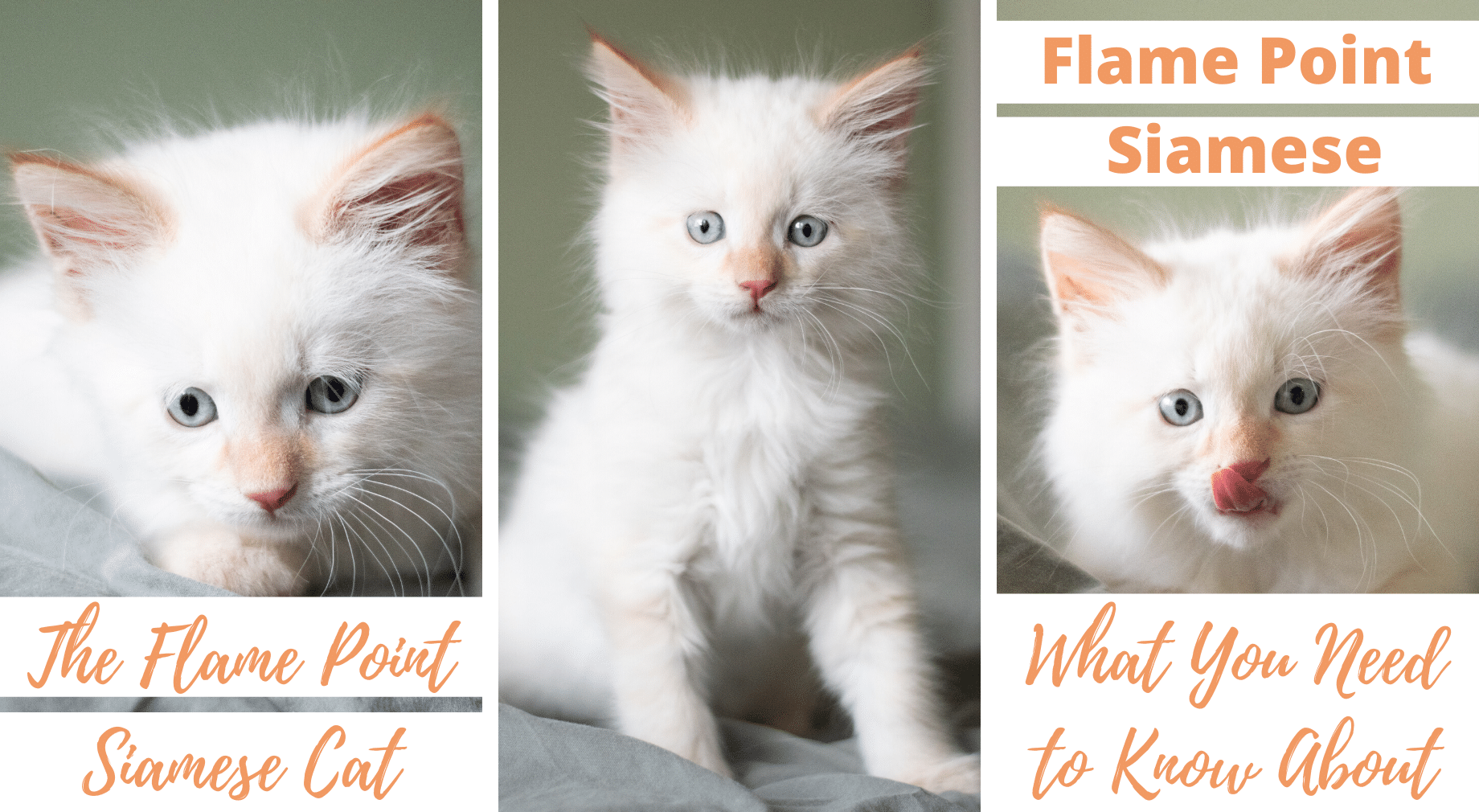 Flame Point Siamese Cat