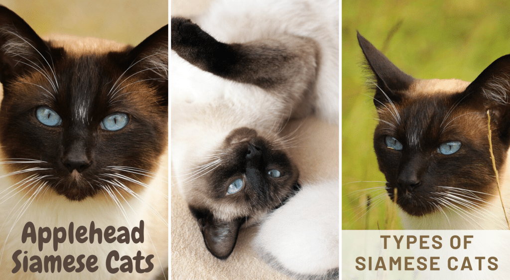 Understanding the Applehead Siamese Cat Breed - wide 5