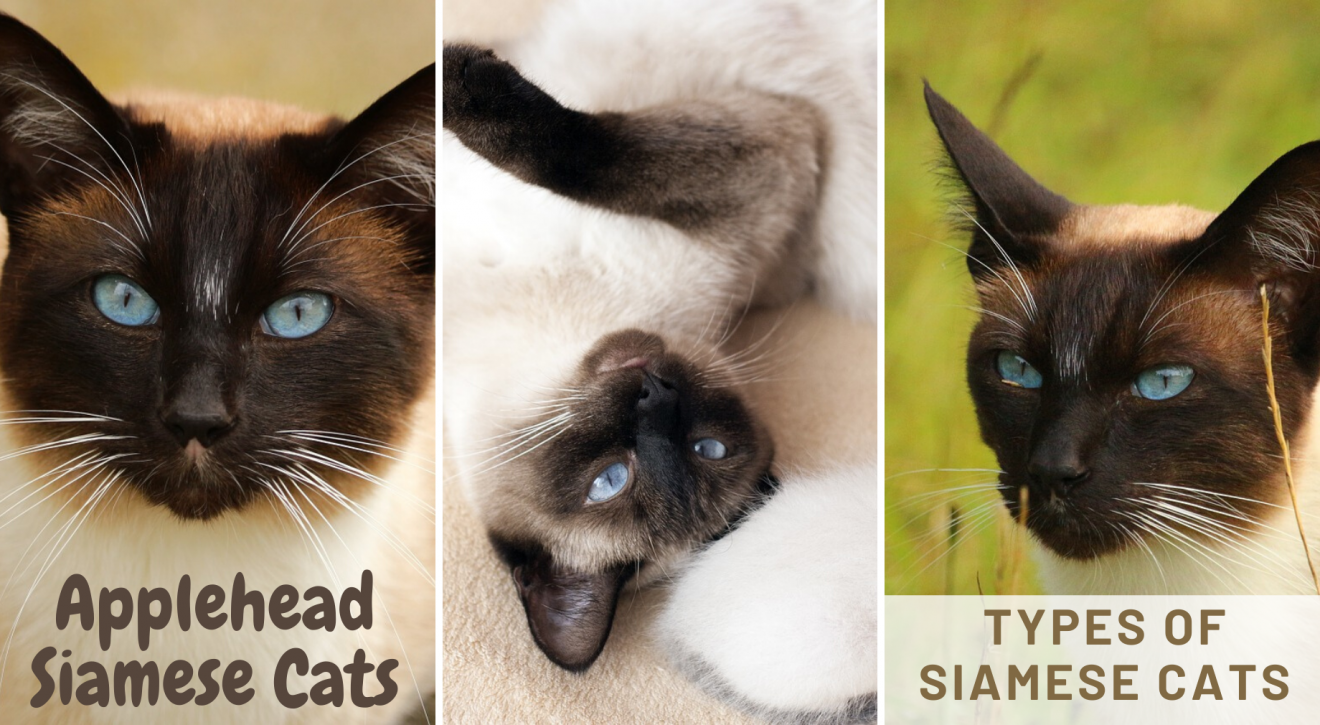 How many types of Siamese are there?[Here's the answer] | Siameseofday