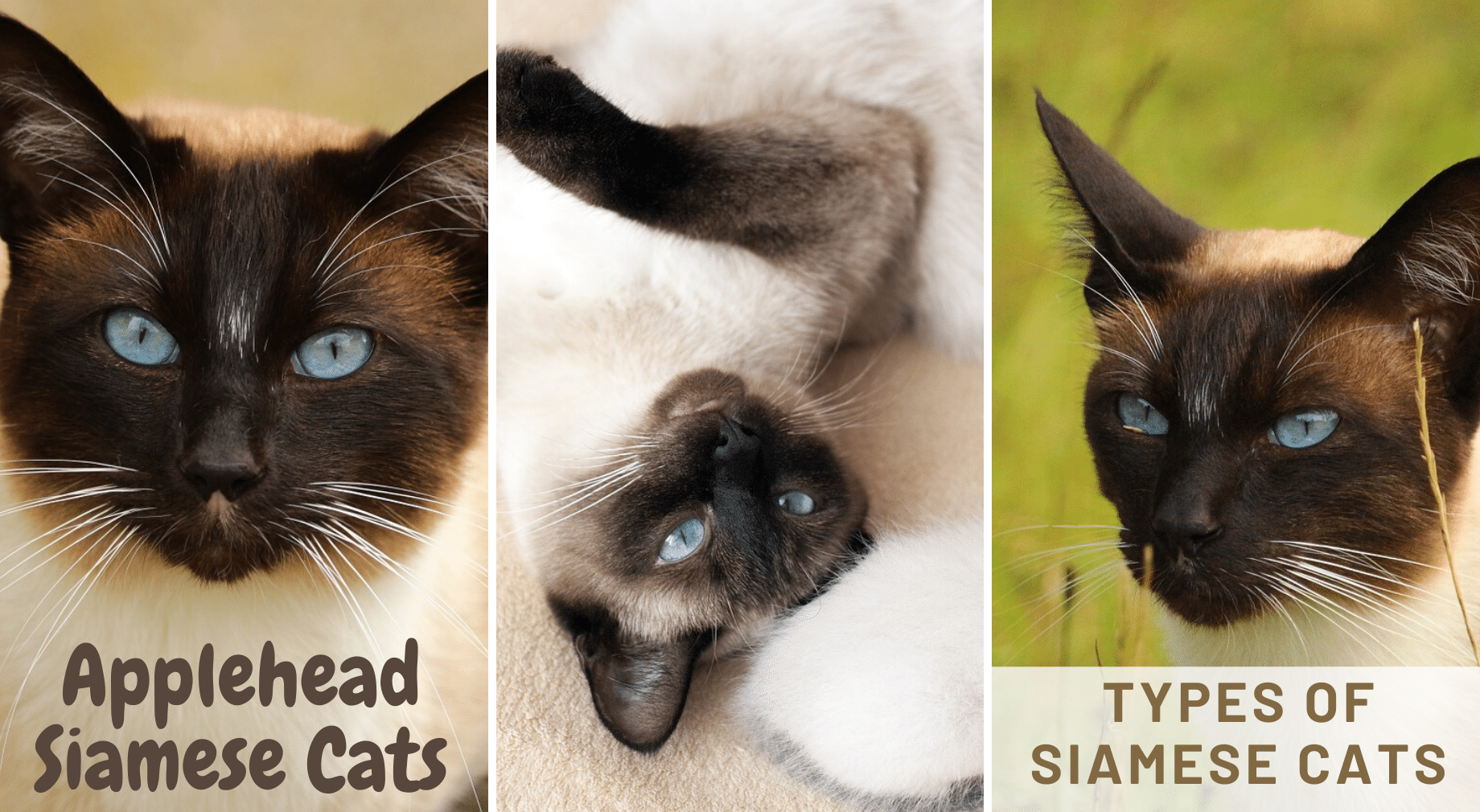 all types of siamese cats