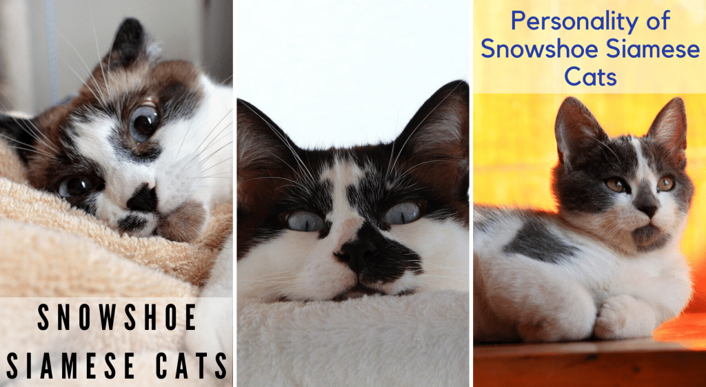 Snowshoe Siamese Cats: Personality 