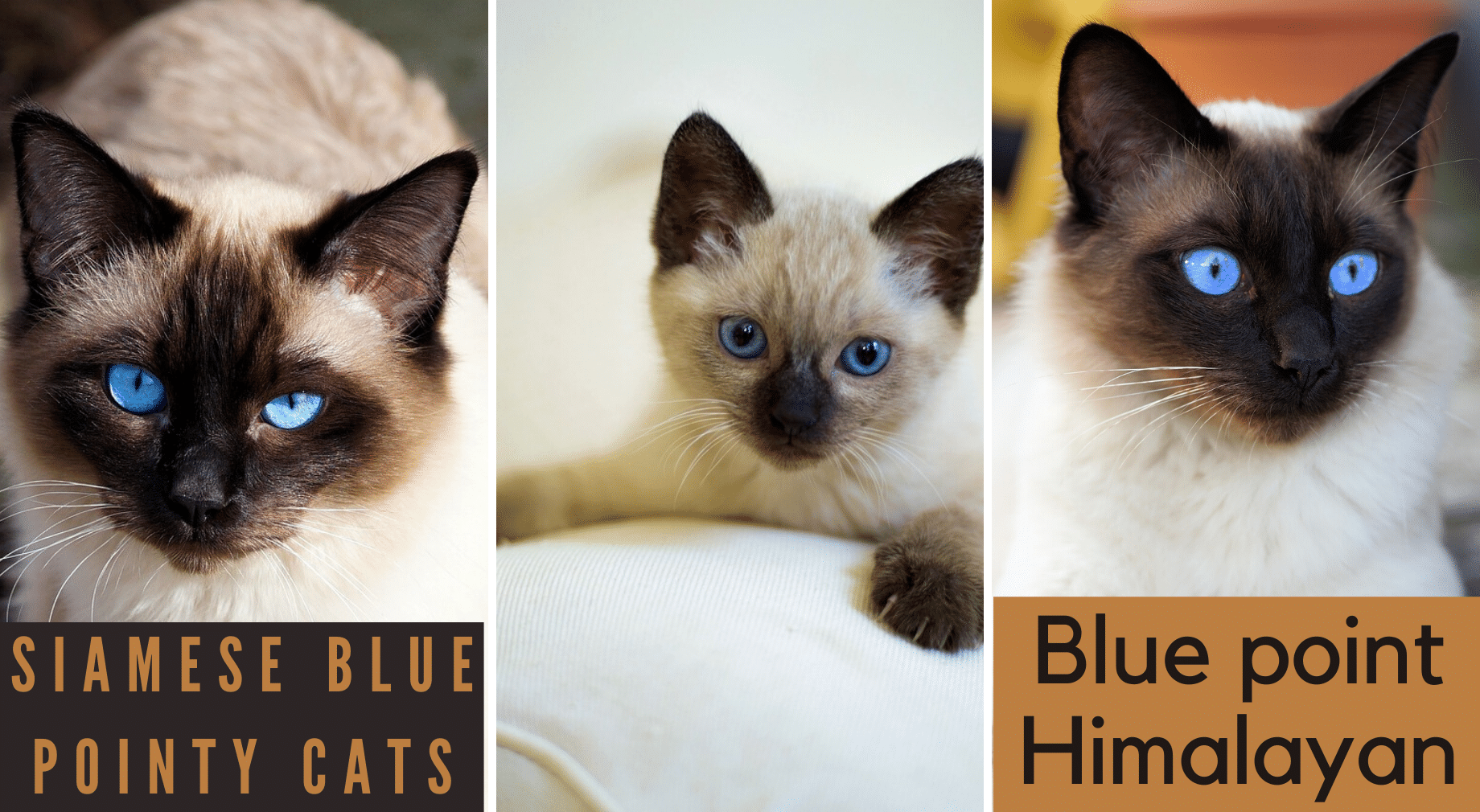 siamese cats blue point