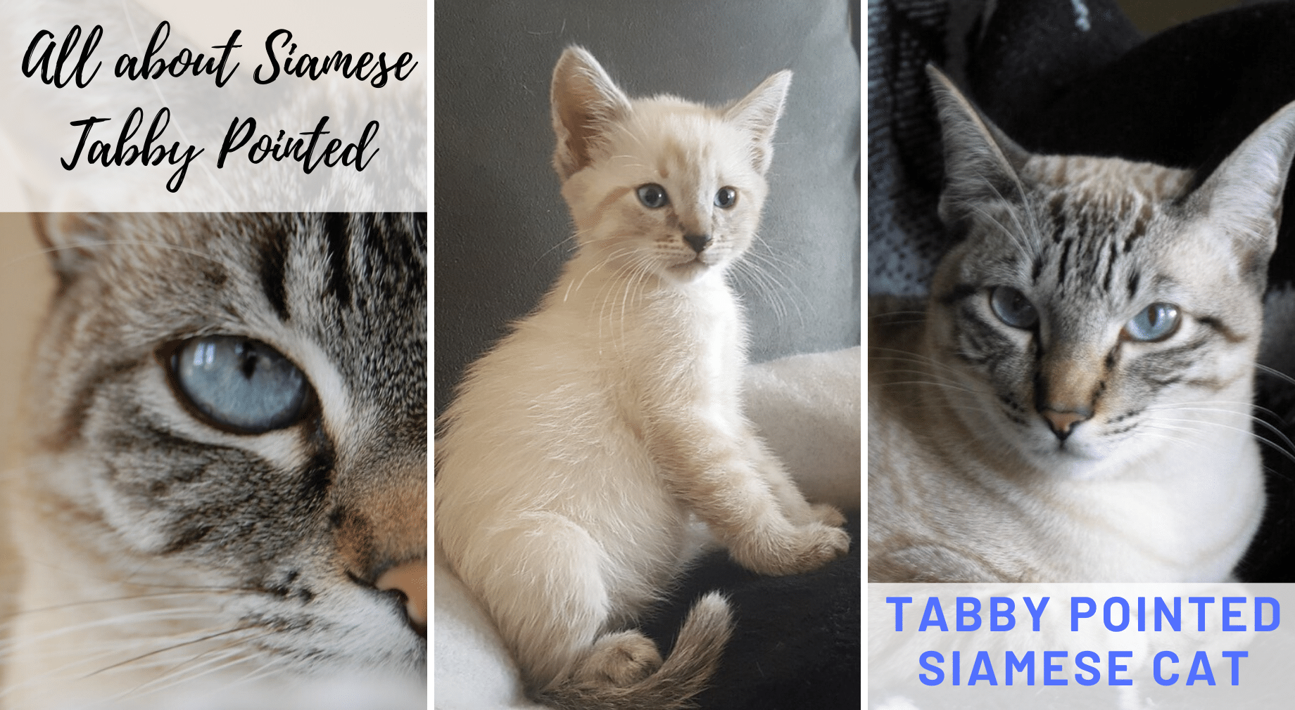 All About Tabby Pointed Siamese cat 