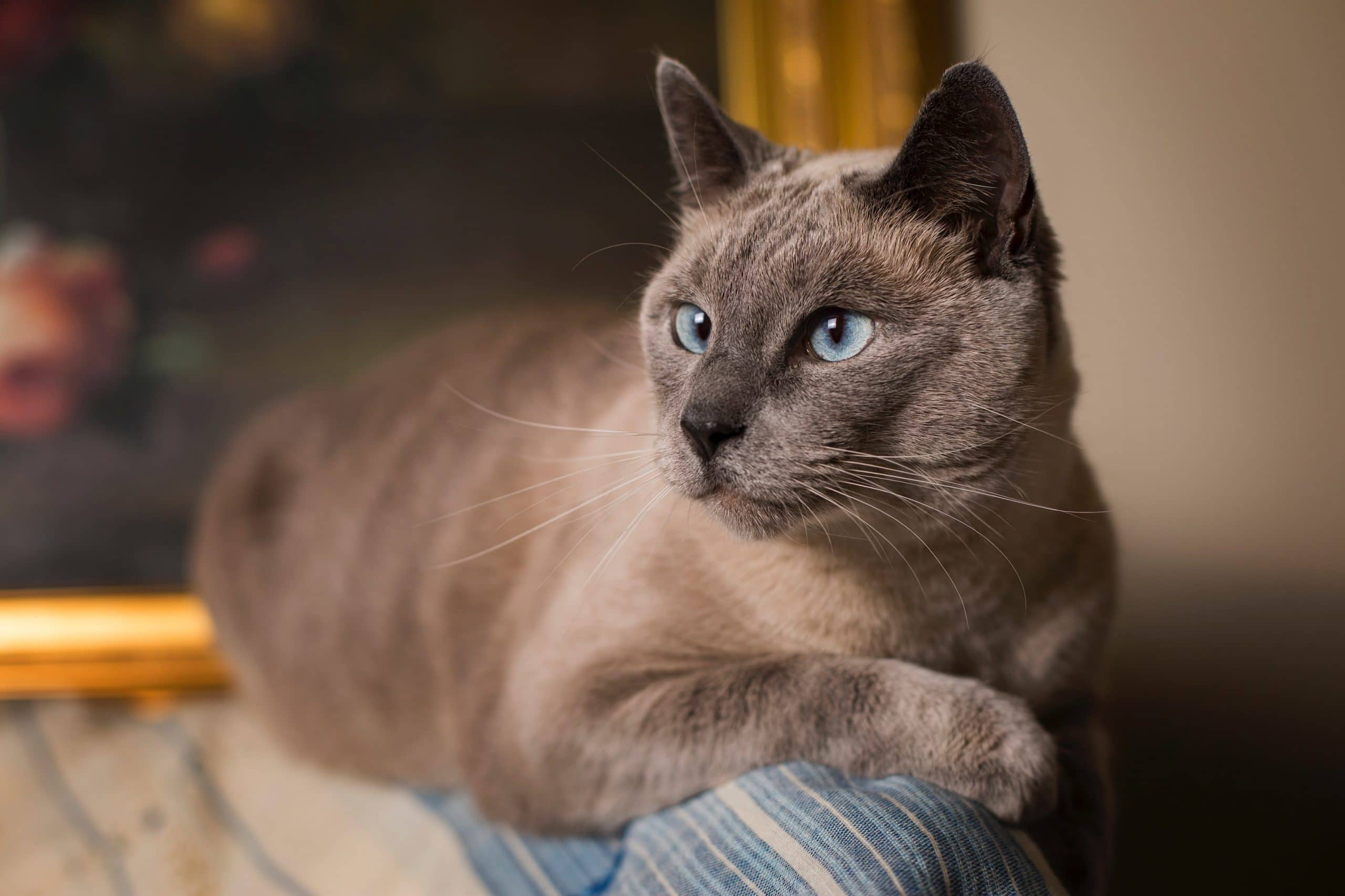 Chocolate point Siamese cats