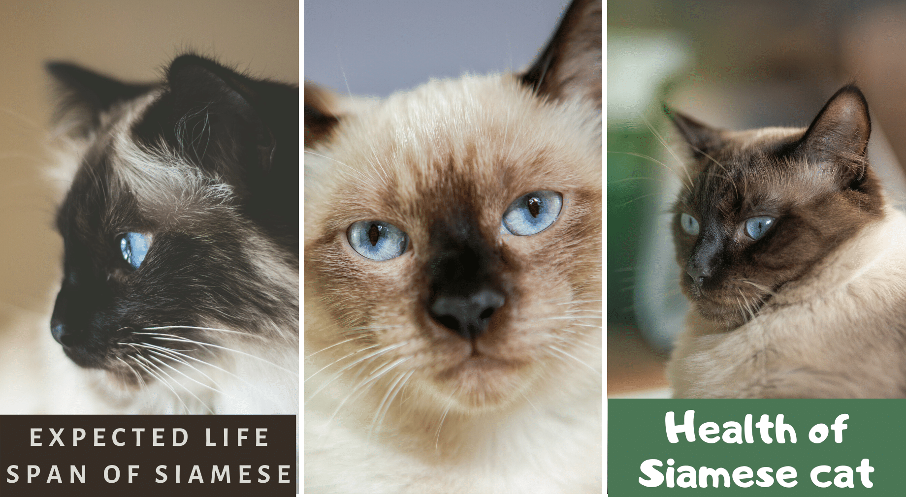 Siamese Cats Live