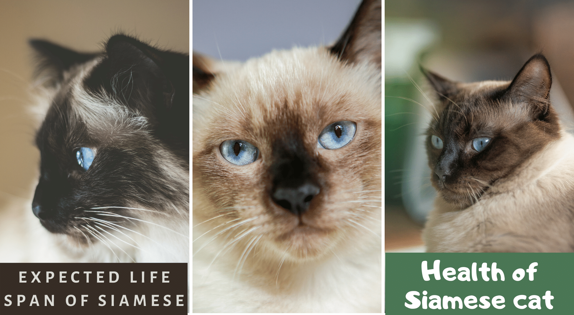 How Long Do Siamese Cats Live How To Increase Their Lifespan