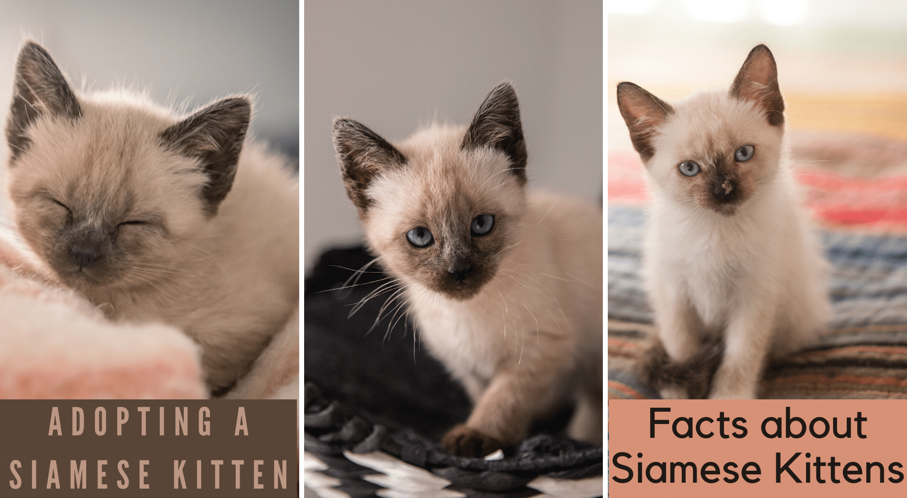 siamese kittens for adoption