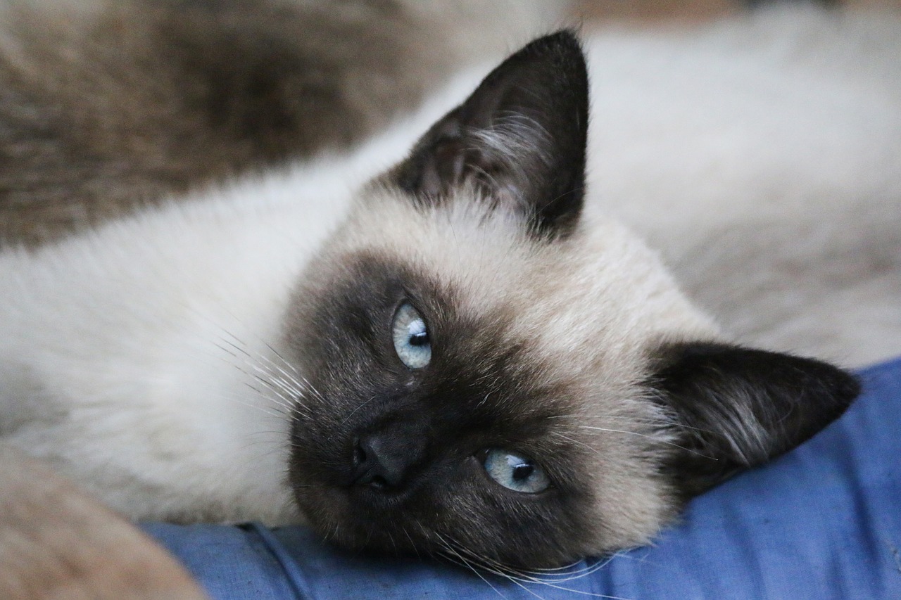 Balinese Cat