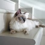 Ragdoll Cat Breed: Personality, Behavior and Training