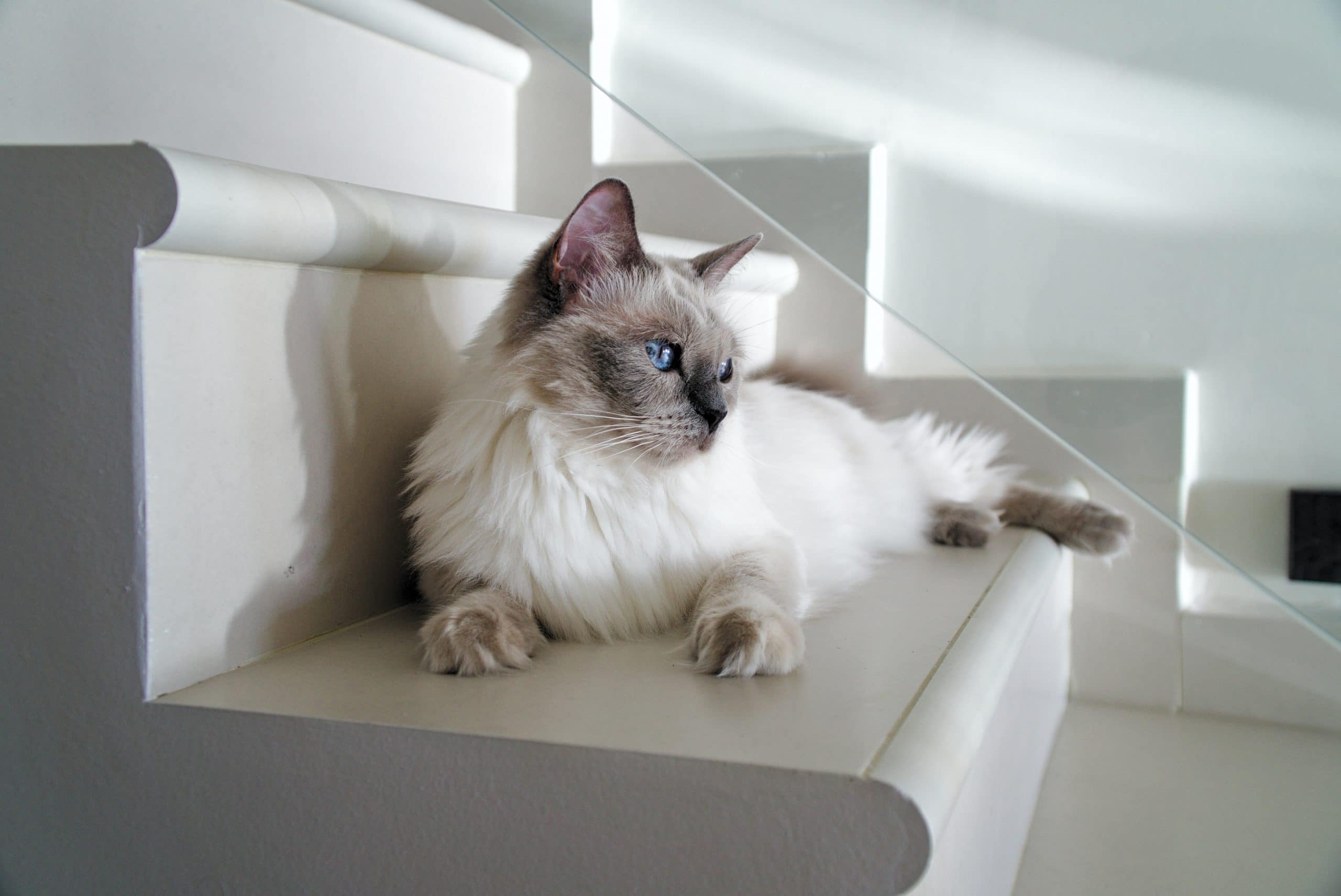 gray ragdoll cat