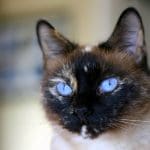 Tortie Point Siamese Cats