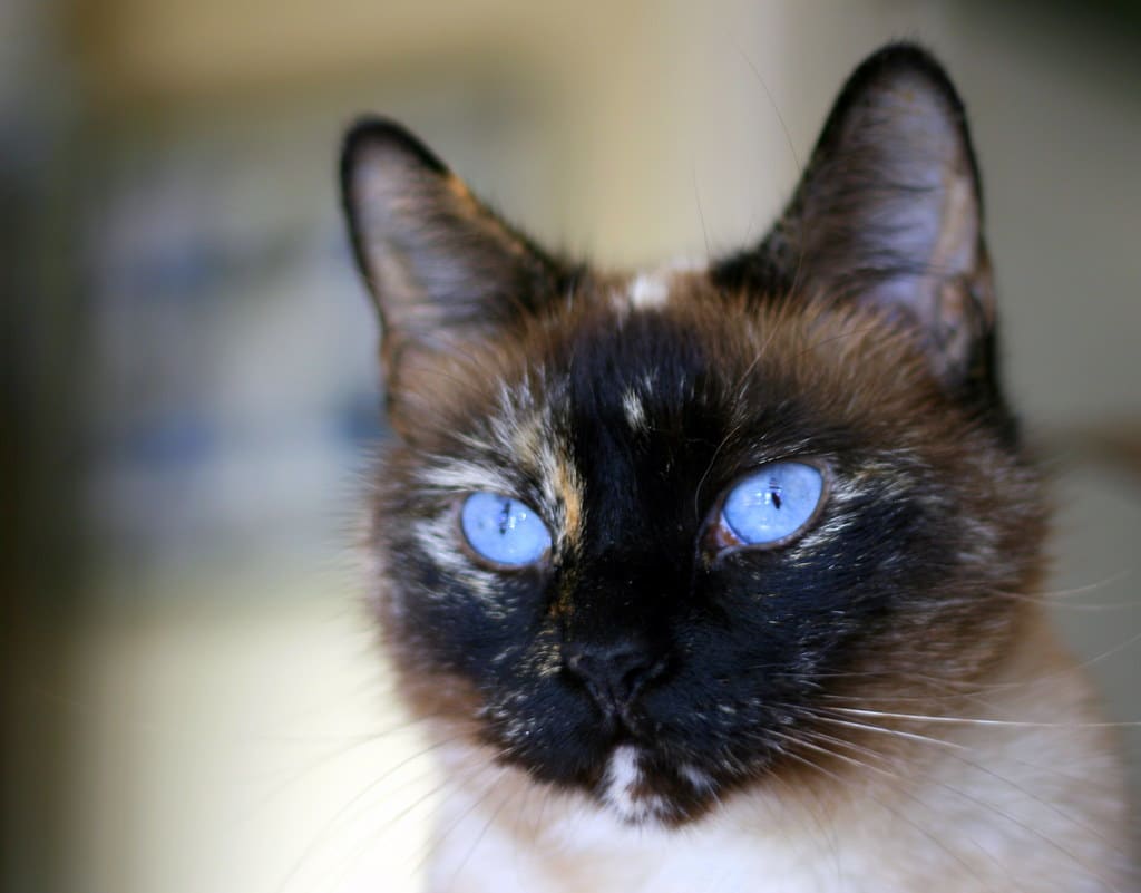 Tortie Point Siamese Cats - Siamese Of Day