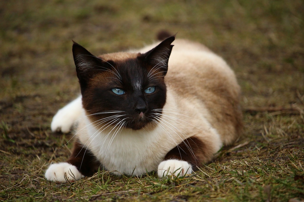 Traditional Siamese cat
