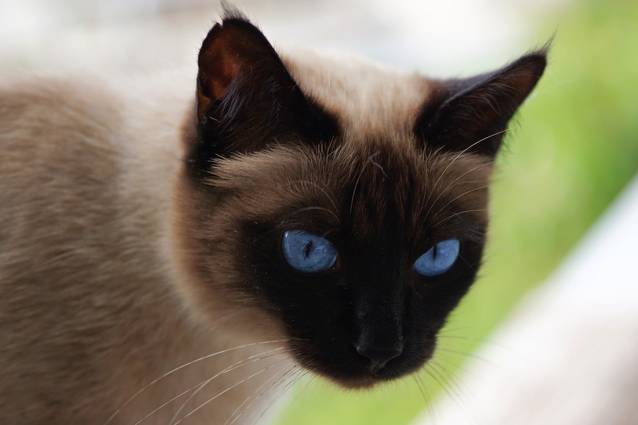 how-affectionate-siamese-cats-really-are-siamese-of-day