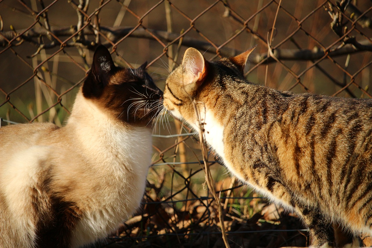 Siamese Cats and Domestic Cats