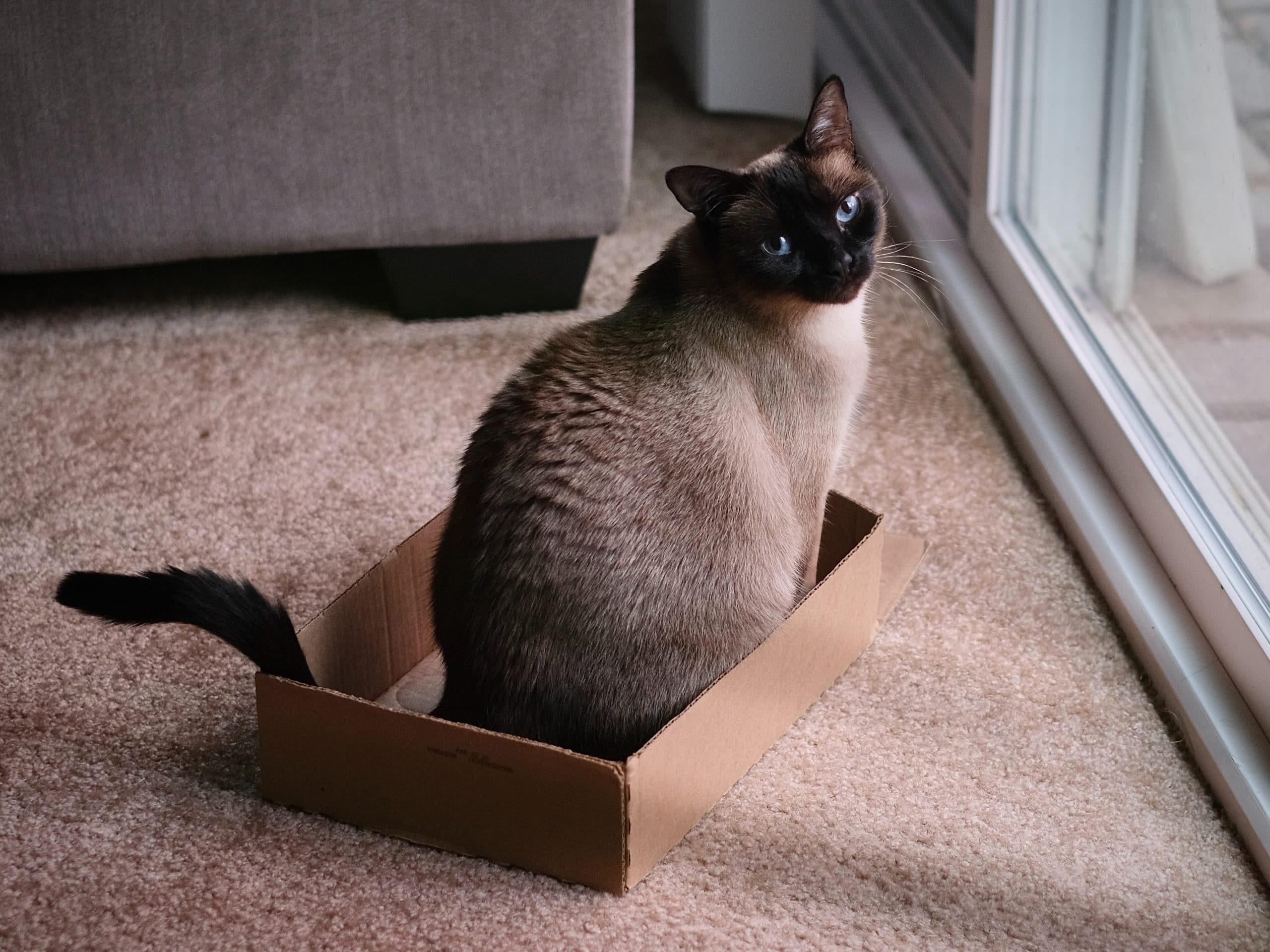 Siamese Cat Travel Accessories