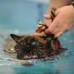 Do Siamese Cats Like Bathing? - Do's and Don't