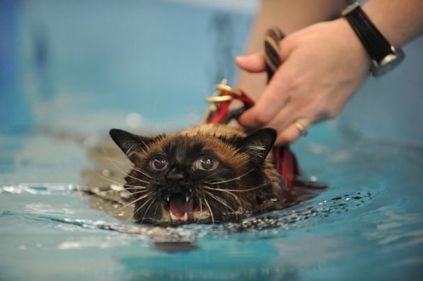 Siamese cats Bathing