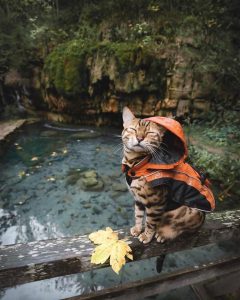 Cat Raincoat