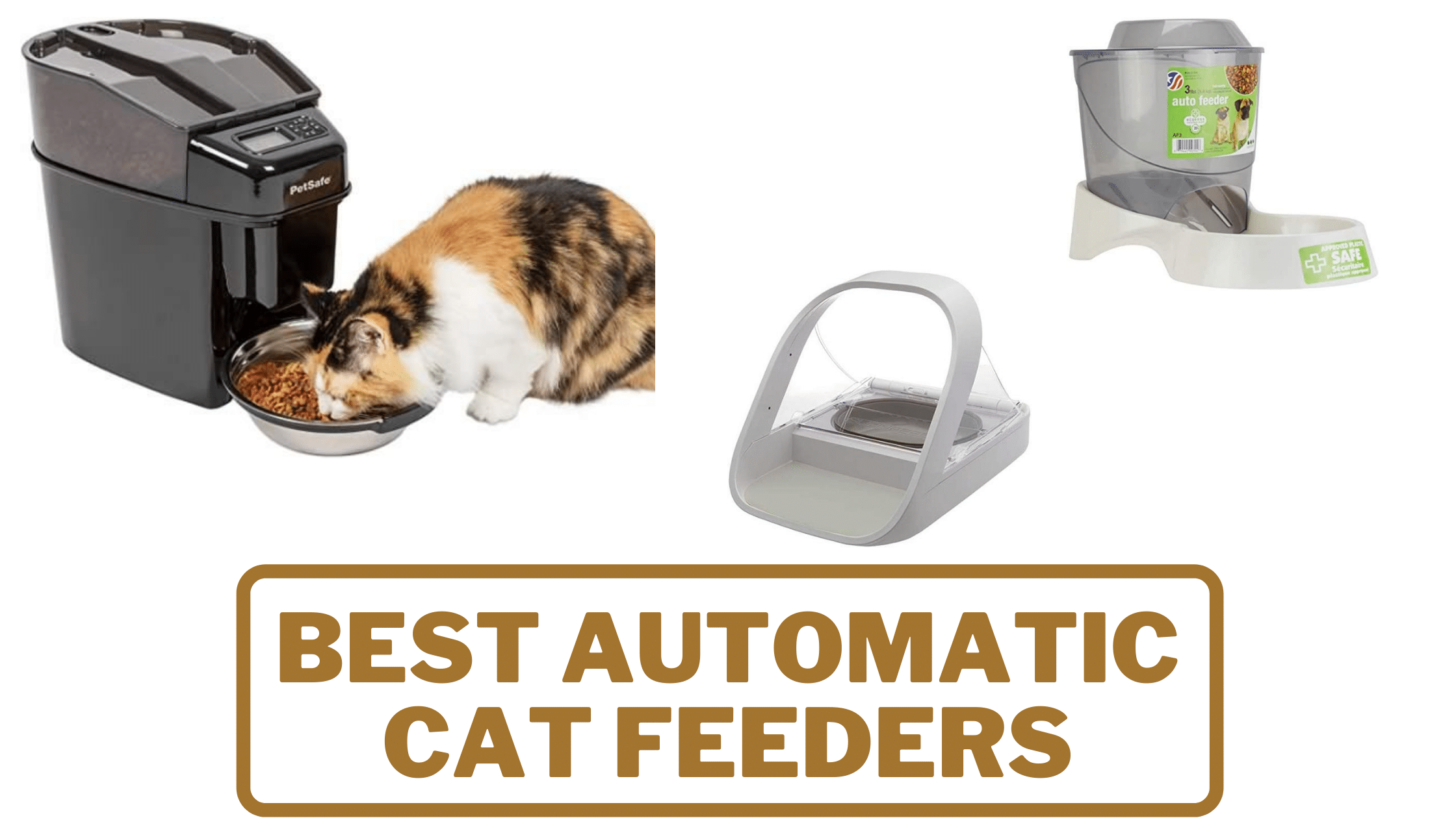 best automatic cat feeder 2016