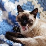 Why Siamese Cats Bite So Much