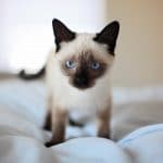 Can Siamese Cats Be Left Alone?