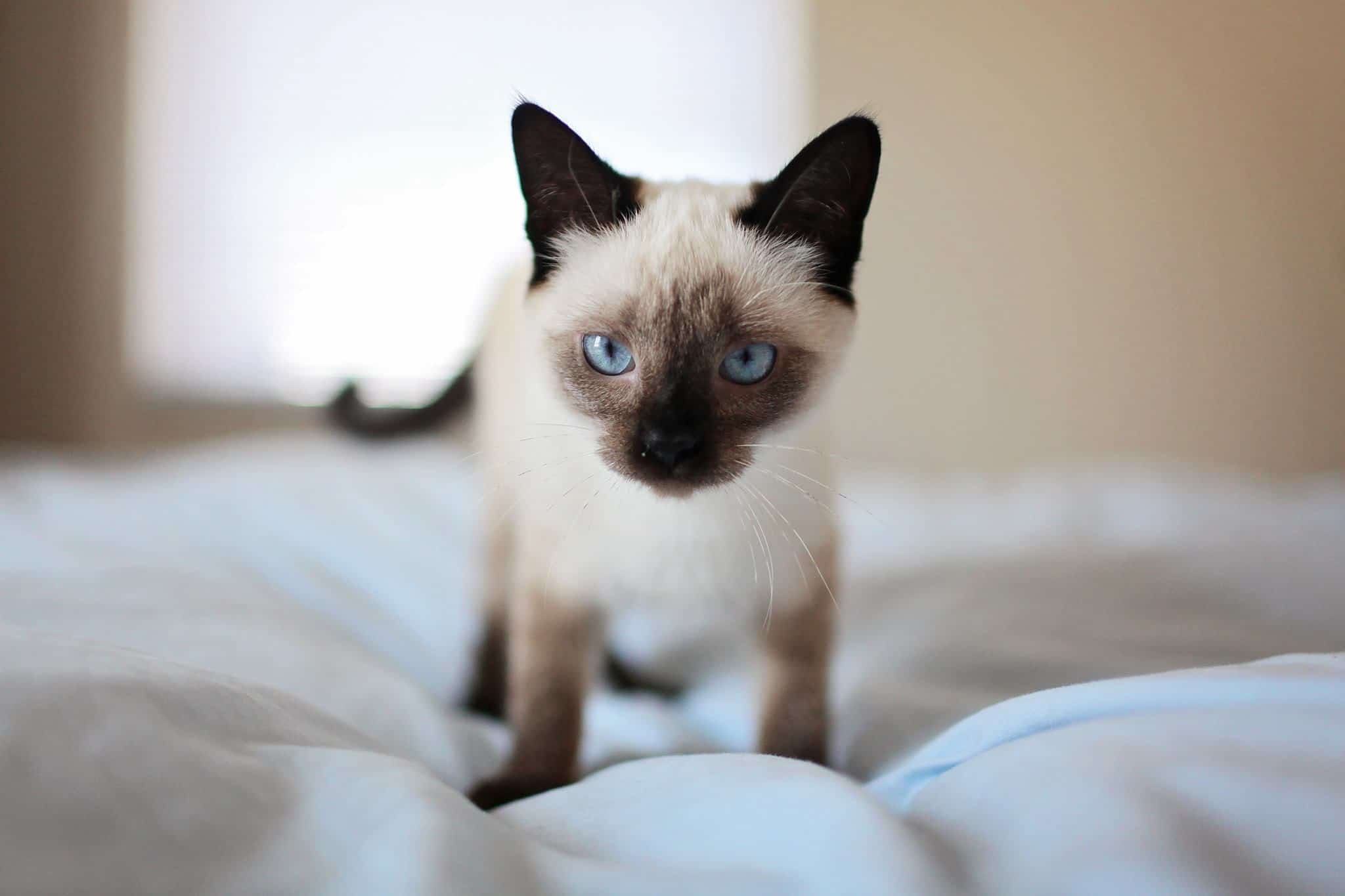 Siamese Cat Alone