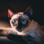 Why Your Siamese cat Is So Small