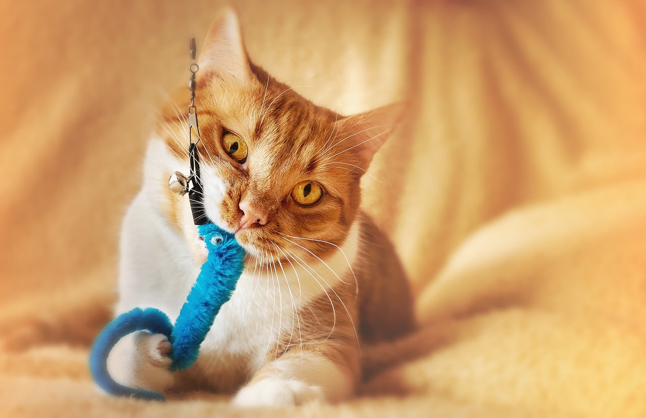 Best Cat Chew Toys