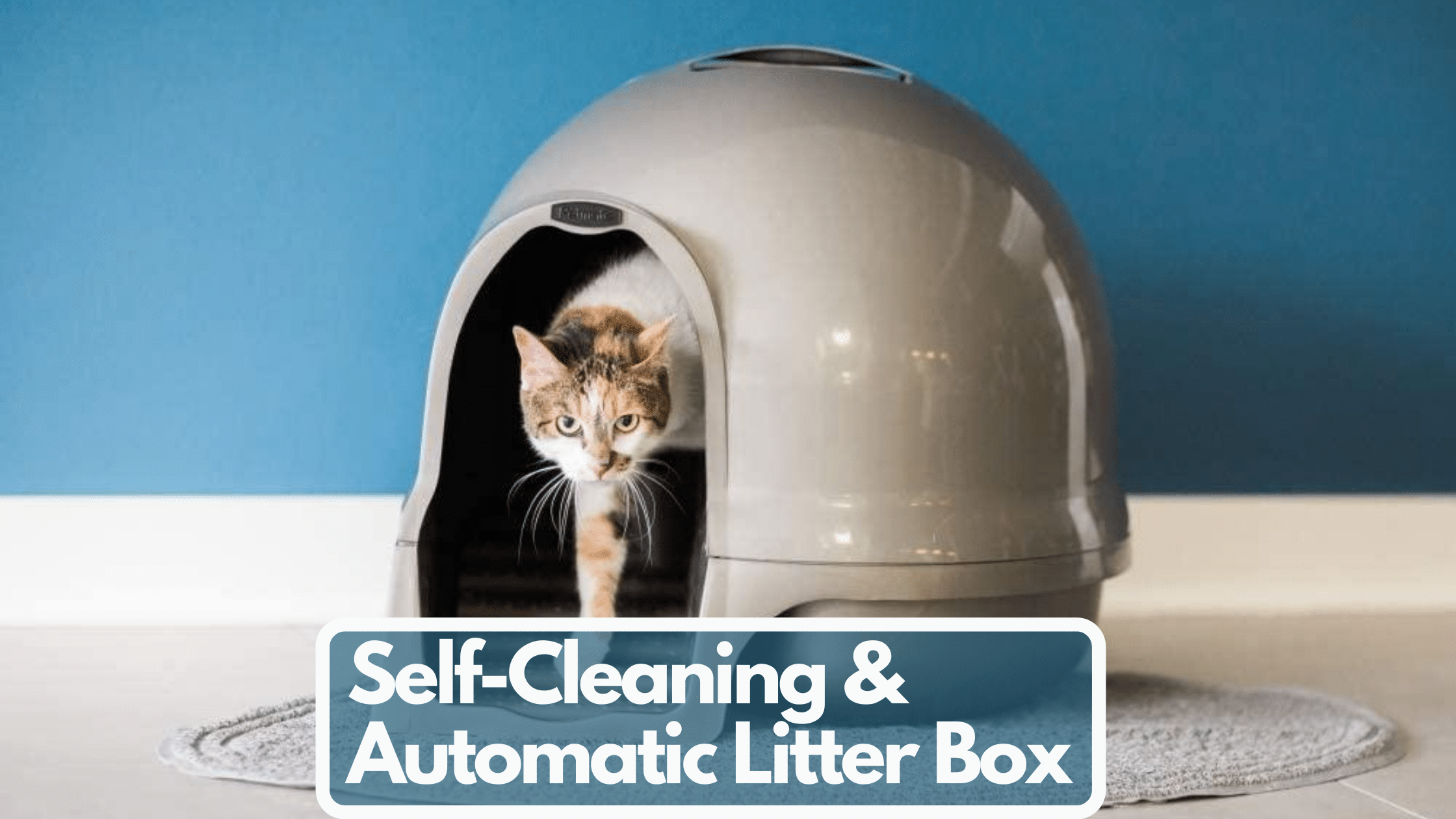 best automatic litter box 2020