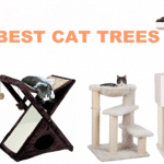Best Cat Trees (Review) of 2024: Pros and cons