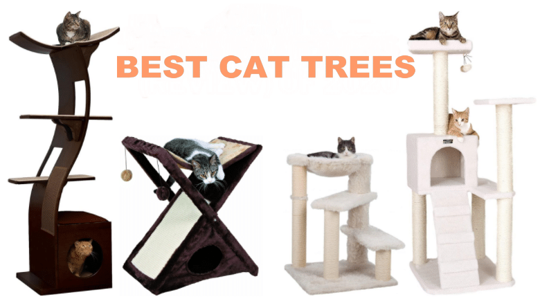 Best Cat Trees