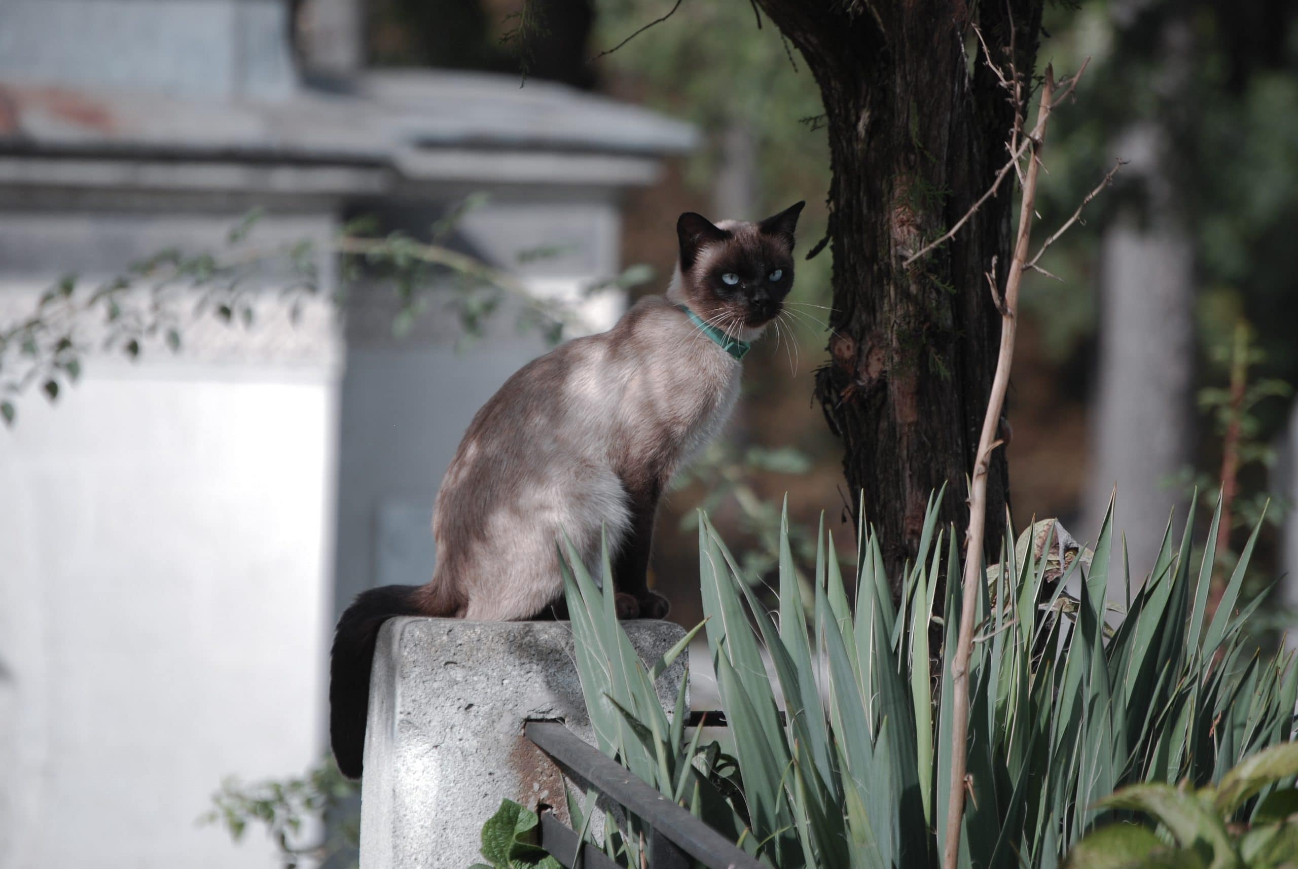 Siamese Cats Meow