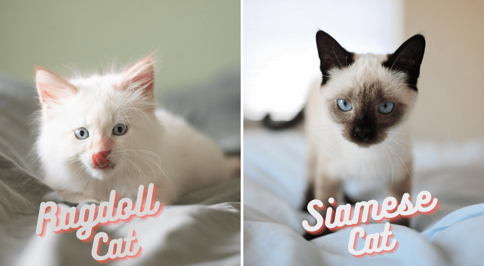 Ragdoll and Siamese Cats