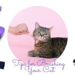 Tips for Brushing Your Cat and Why You Should