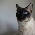 20+ List of Siamese Cat Names and Personality, Interesting Facts