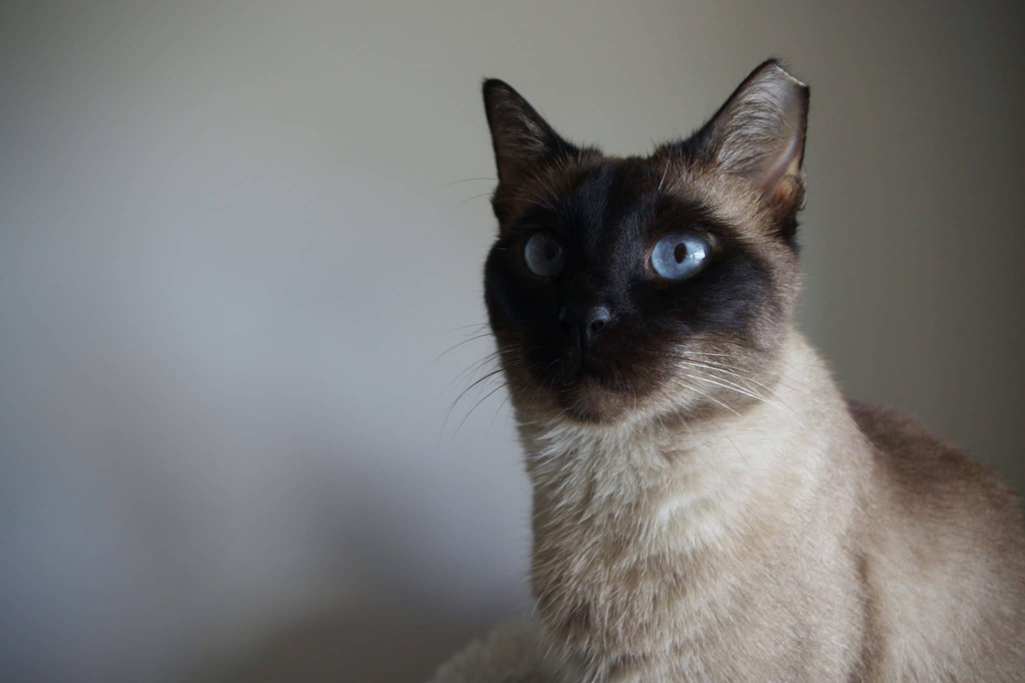 National Siamese Cat Day April