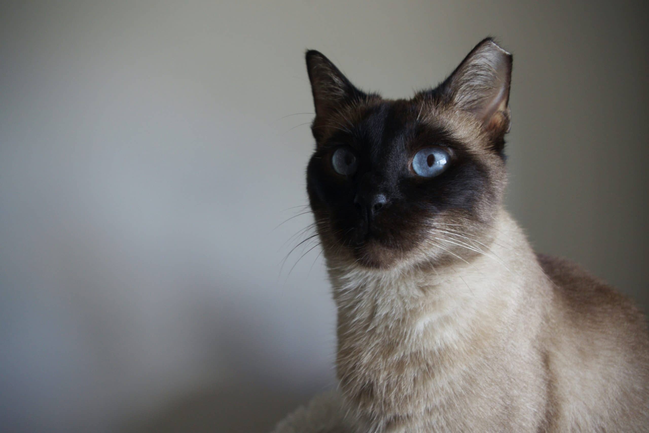 Siamese cat name