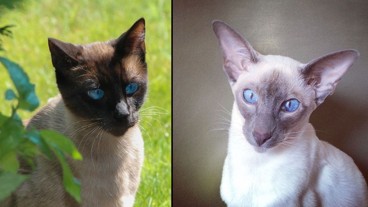 Wedge Head Siamese