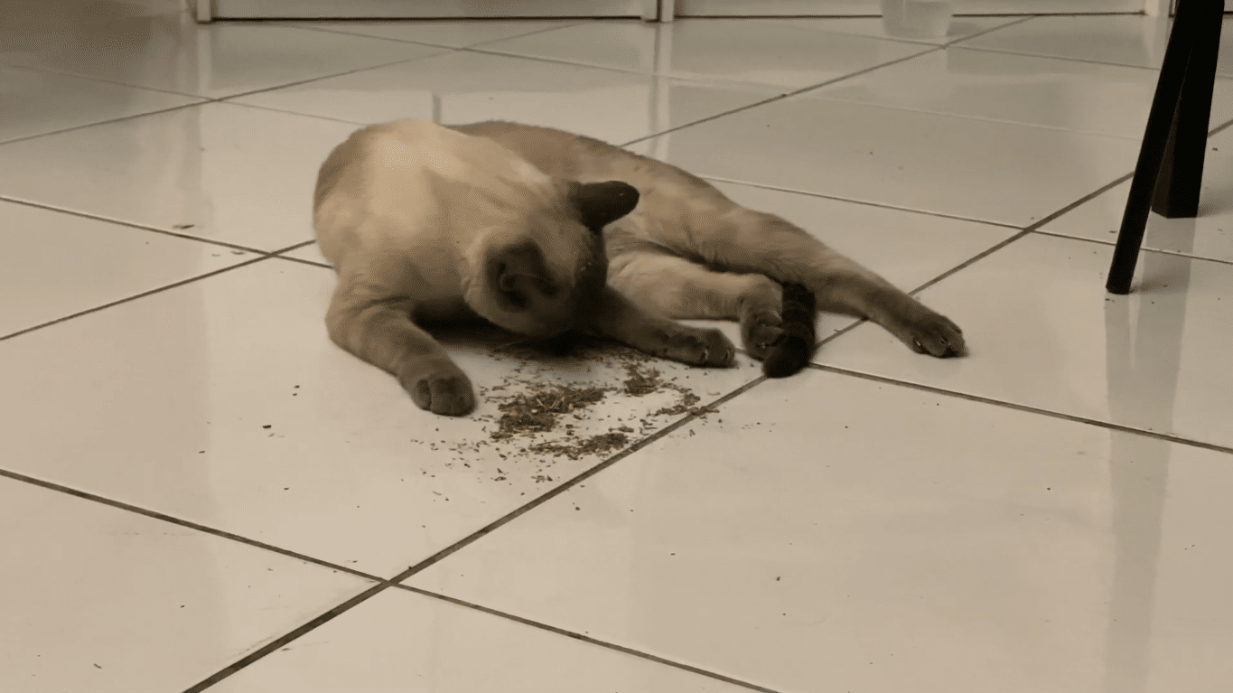 Siamese cat Catnip