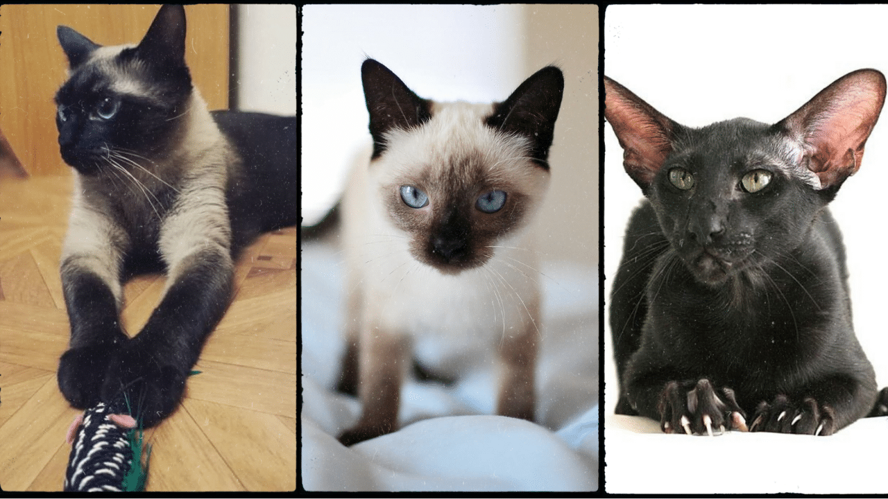 dark siamese cats